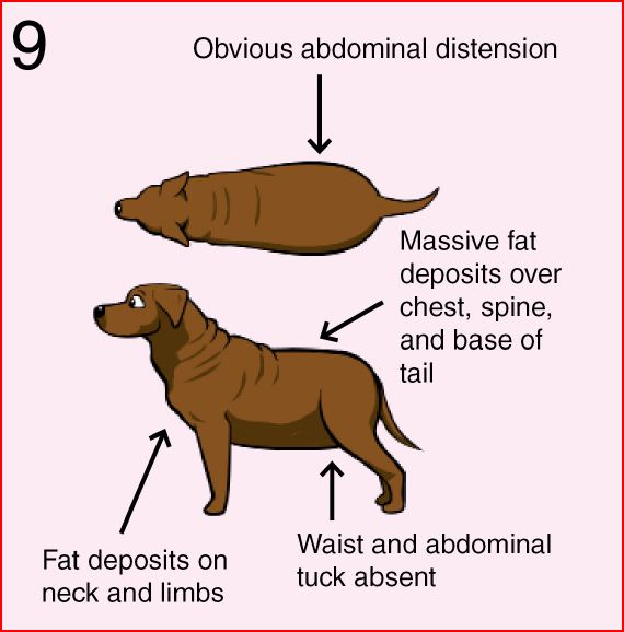 How to Determine if Your Dog is Overweight