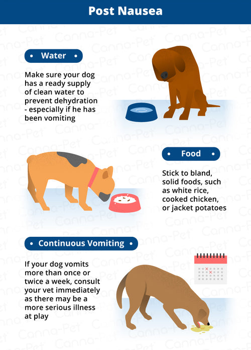 How to Avoid Digestive Problems in Dogs