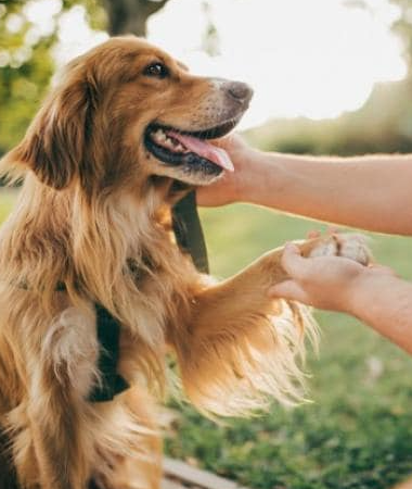 The Importance of Probiotics for Dogs