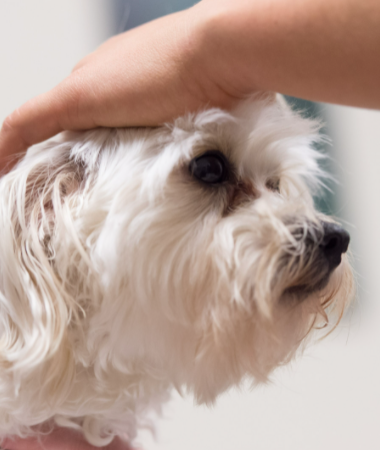 Skin Irritation in Dogs - Causes and Cures