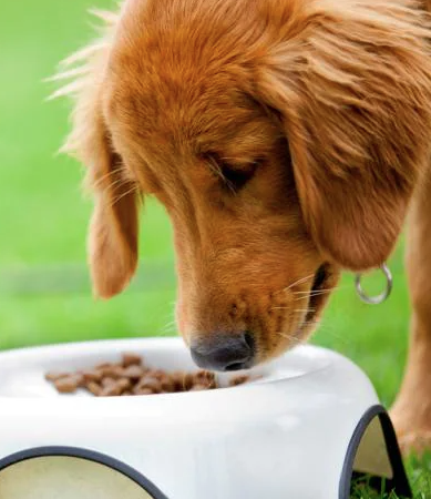 Reasons Your Dog Stops Eating and What to Do About it