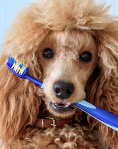 Dogs and Dental Health